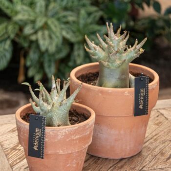 Adenium "Ansu" Baobab in Terracotta pot