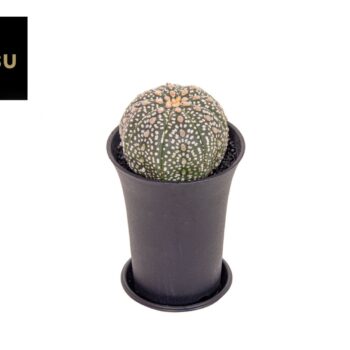 Astrophytum Asterias XL