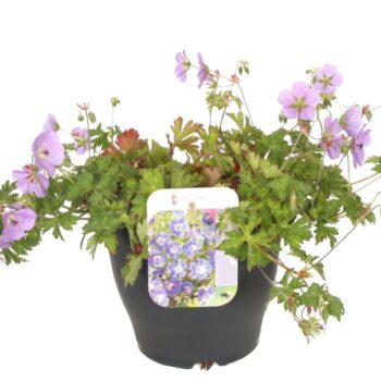 Geranium Rozanne