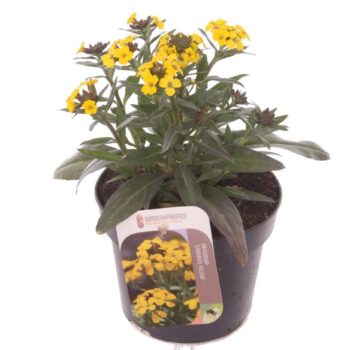 Erysimum Canaries Yellow
