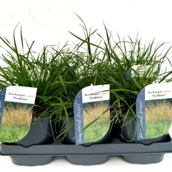 Deschampsia cespitosa Goldtau