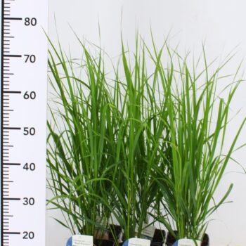 Calamagrostis x acutiflora 'Karl Foerster'