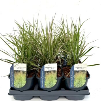 Calamagrostis x acutiflora Overdam