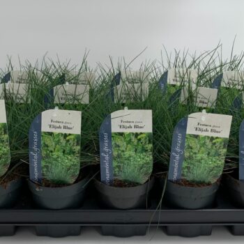 Festuca glauca Elijah Blue