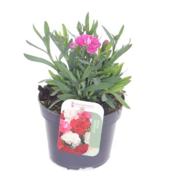 Dianthus code Pink