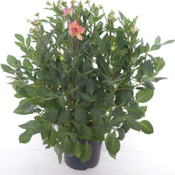 Dahlia Sincerity Peach