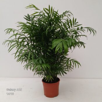 CHAMAEDOREA ELEGANS