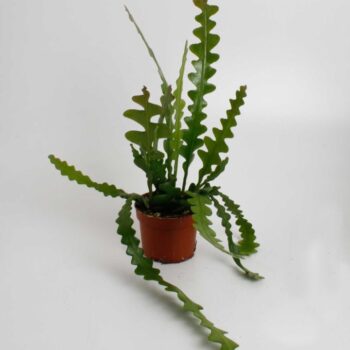 Epiphyllum Anguliger