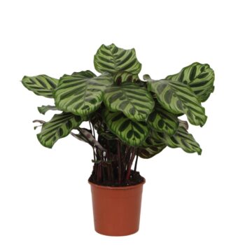 Calathea Makoyana