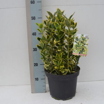 Euonymus jap Ovatus Aureus / Marieke