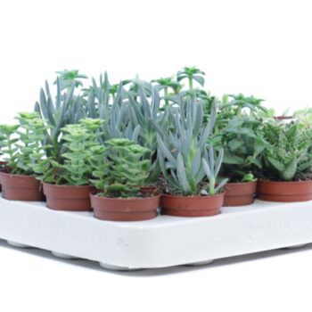 Succulent mix in a row