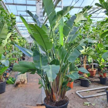 Strelitzia Nicolai 300