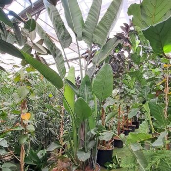 Strelitzia Nicolai bush XXL 450