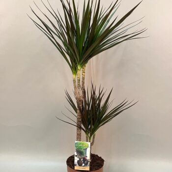 Dracaena Magenta 30-15 - hoogte 75-85