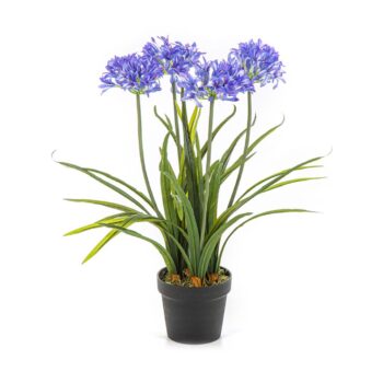 Agapanthus blue w/pot