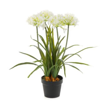 Agapanthus white w/pot