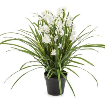 Wild orchid white w/pot