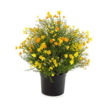 Gypsophila bush w/pot - yellow