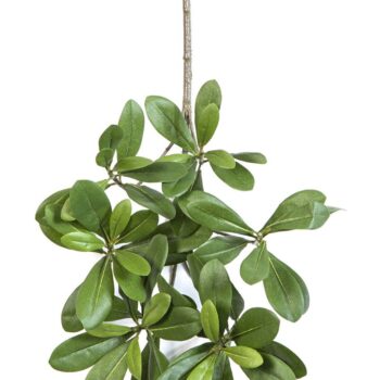 Flame retardant pittisporum spray light green