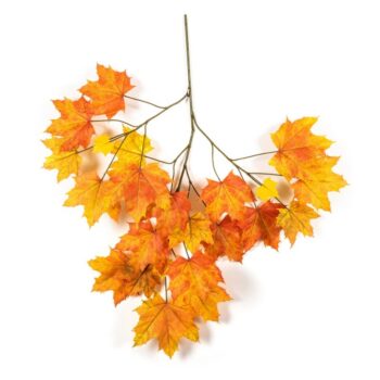 Autumn sugar maple - fr