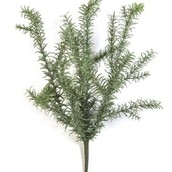 Wild rosemary bush - uv
