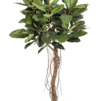 Ficus elastica root tree