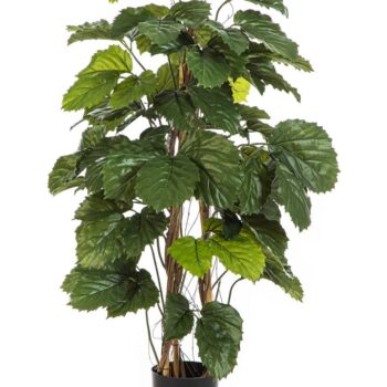 Tetrastigma bush tree