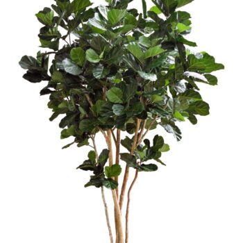 Fiddle leaf giant nitida tree