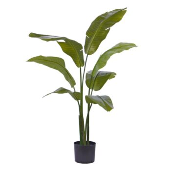 Traveller Palm promo