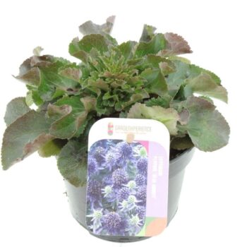 Eryngium planum Blue Hobbit