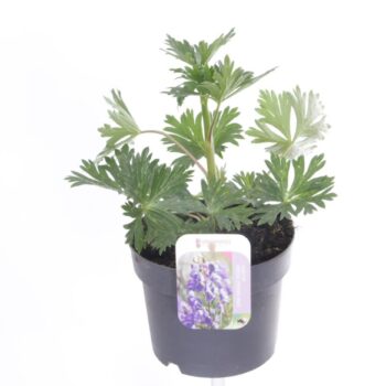 Aconitum arendsii Pershore Abbey