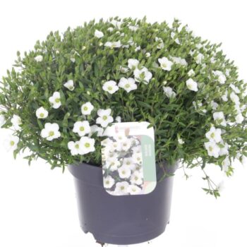 Arenaria montana Ronda White