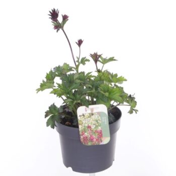 Astrantia major Sparkling Stars Red