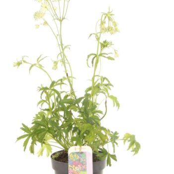 Astrantia major Sparkling Stars White