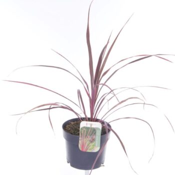 Cordyline Festival Raspberry