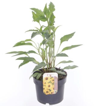 Echinacea purpurea Espinoso Yellow