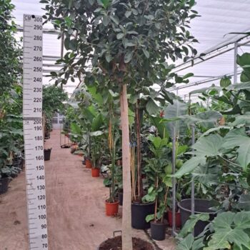 Ficus rubiginosa Australis stam 300