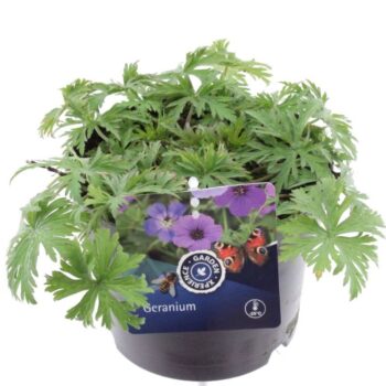Geranium pratense Azure Skies