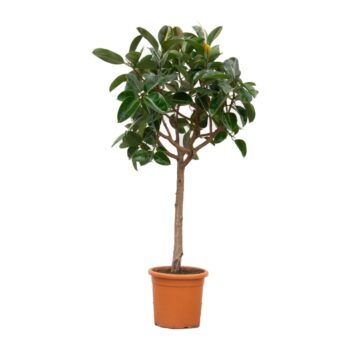 Ficus Elastica Robusta