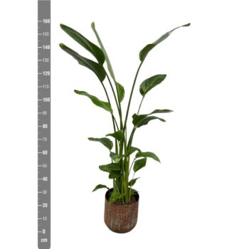Strelitzia Nicolai inclusief pot Lian koper
