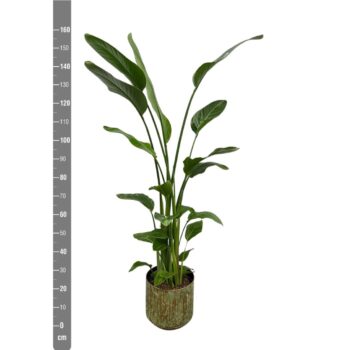 Strelitzia Nicolai inclusief pot Lian koper groen