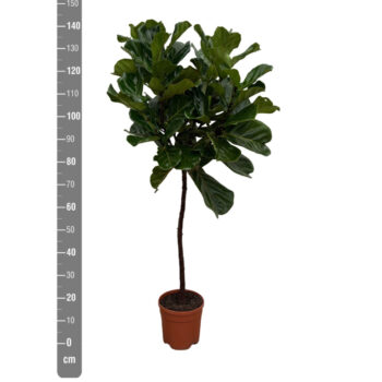 Ficus Lyrata op stam