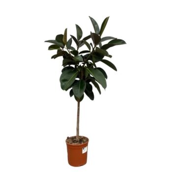 Ficus Elastica Robusta op stam