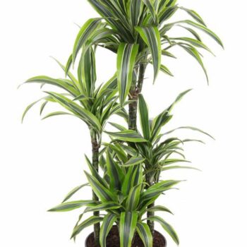 Dracaena Lemon Lime 60-carrousel