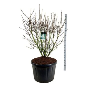 Syringa v. 'Mme Lemoine'