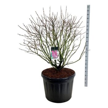 Syringa v. 'Michel Buchner'