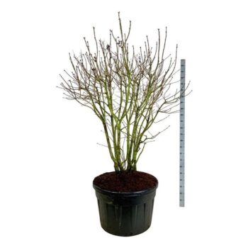 Syringa v. 'Michel Buchner'