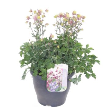 Aquilegia Vulgaris Winky Rose-White