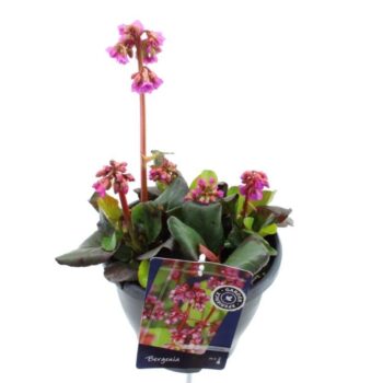 Bergenia shoeshine rose