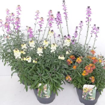 Erysimum linifolium mix